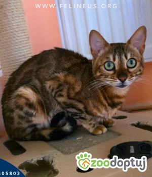 Do adopcji Rzeszów