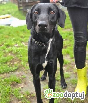 Do adopcji Zgierz