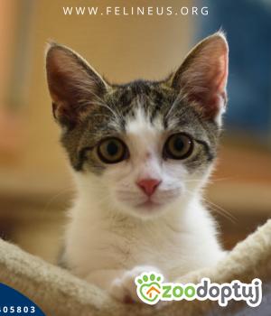 Do adopcji Rzeszów