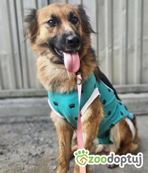 Do adopcji Zgierz
