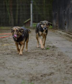 Do adopcji Białobrzegi