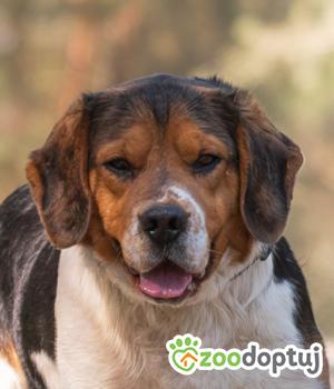 Do adopcji Warszawa