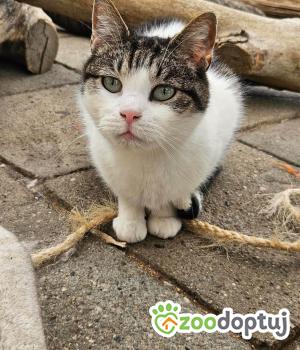 Do adopcji Głogów