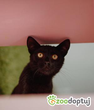 Do adopcji Warszawa