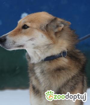 Do adopcji Nowy Dwór Mazowiecki