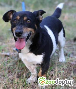 Do adopcji Głogów