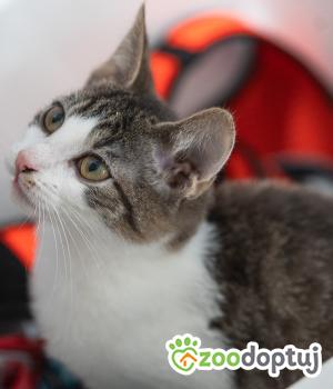 Do adopcji Zgierz