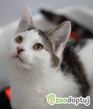 Do adopcji Zgierz