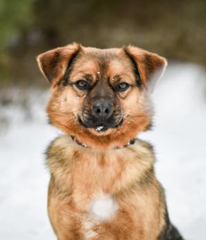 Do adopcji Białobrzegi