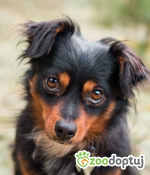 Do adopcji Sompolno