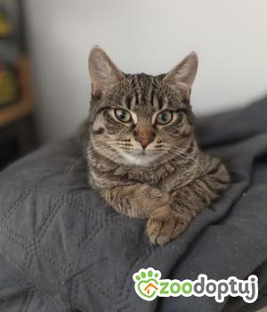 Do adopcji Poznań