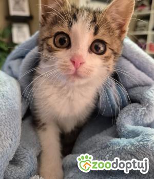 Do adopcji Cieszyn