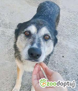 Do adopcji Działoszyn