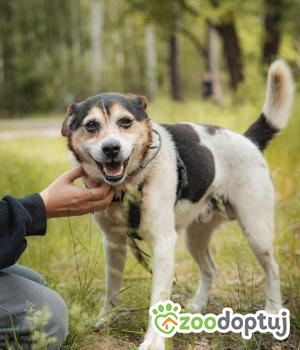 Do adopcji Warszawa