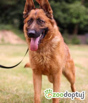 Do adopcji Zgierz