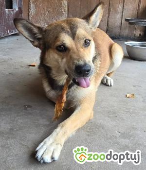 Do adopcji Zgierz
