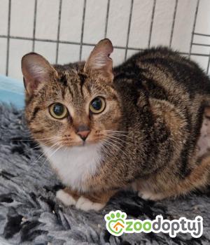 Do adopcji Toruń