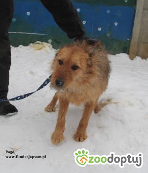 Do adopcji Nowy Dwór Mazowiecki