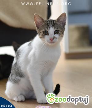 Do adopcji Rzeszów