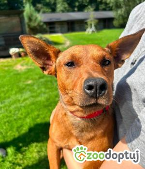 Do adopcji Zgierz