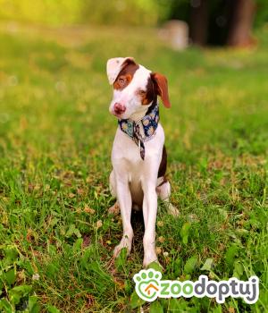 Do adopcji Legnica