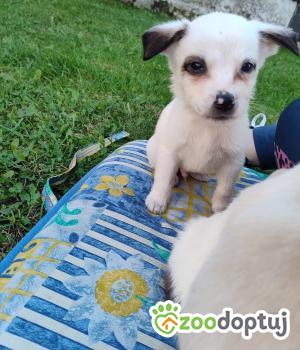 Do adopcji Radziejów