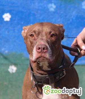 Do adopcji Nowy Dwór Mazowiecki