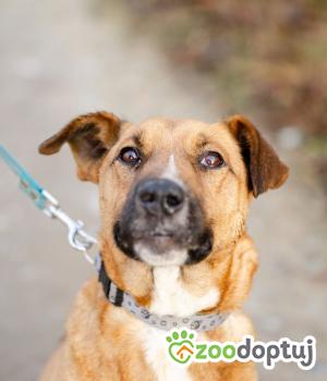 Do adopcji Warszawa