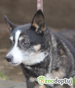 Do adopcji Nowy Dwór Mazowiecki