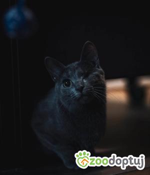 Do adopcji Kraków
