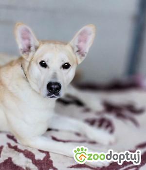 Do adopcji Krotoszyn