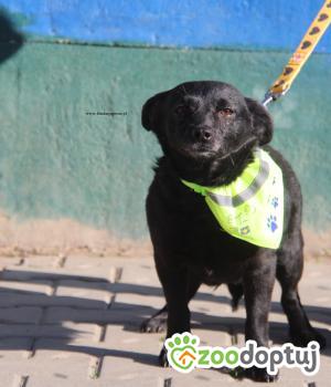 Do adopcji Nowy Dwór Mazowiecki