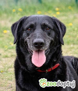 Do adopcji Głogów