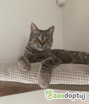 Do adopcji Poznań