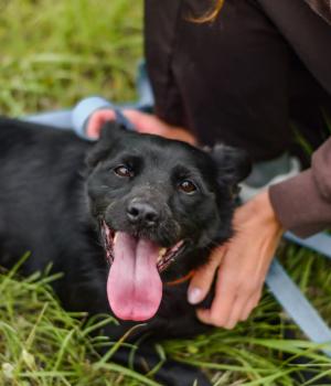 Do adopcji Białobrzegi