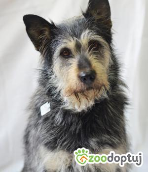 Do adopcji Mielec