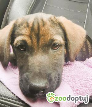 Do adopcji Częstochowa