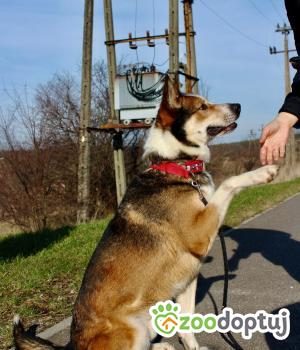 Do adopcji SŁUPSK