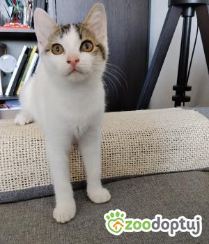 Do adopcji Cieszyn
