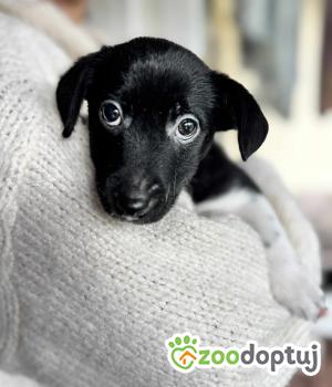 Do adopcji Warszawa