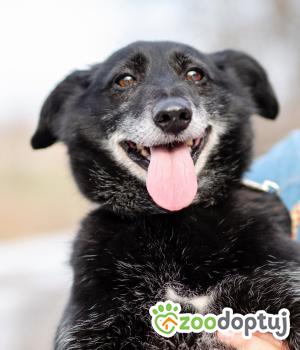 Do adopcji Warszawa