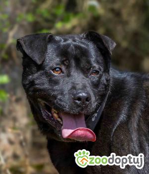 Do adopcji Sompolno