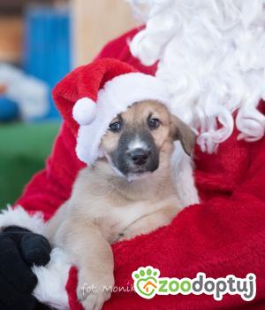 Do adopcji Myślenice