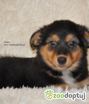 Do adopcji Nowy Dwór Mazowiecki