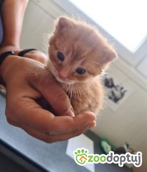 Do adopcji Mielec