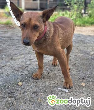 Do adopcji Zgierz