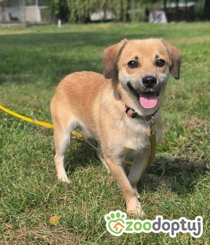 Do adopcji Zgierz