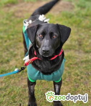 Do adopcji Stalowa Wola