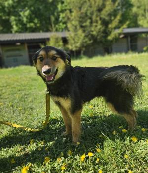 Do adopcji Zgierz