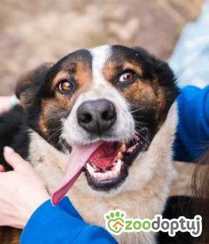 Do adopcji Sompolno